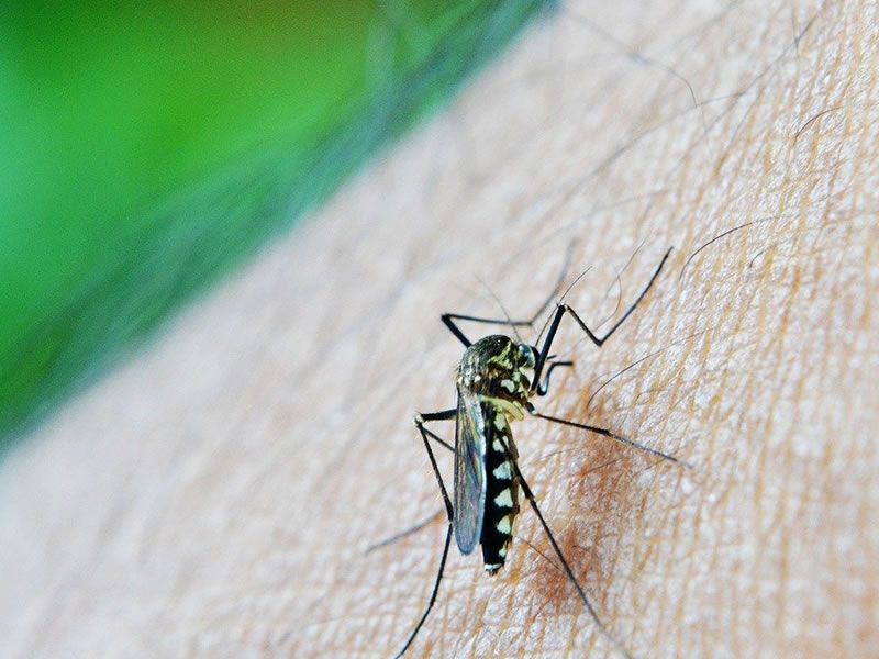 Ministério da Saúde alerta piscina sem tratamento é criadouro de mosquito